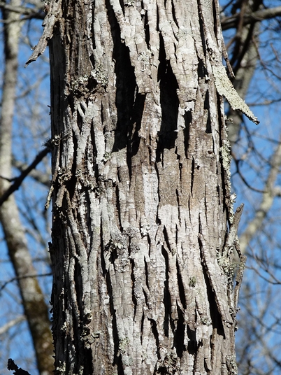 {Carya myristiciformis}